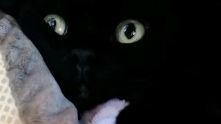 The cat that left me clues because he was afraid I couldn't find him