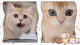 [Động vật] Phản ứng khác nhau của hai chú mèo khi thấy đồ ăn