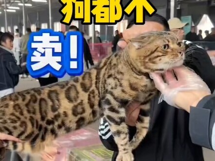 Cat Market: Cat Prices