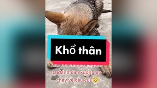 Nó vẫn còn bé mà.🥺chó dog xuhuong giaitritiktok chó_cưng
