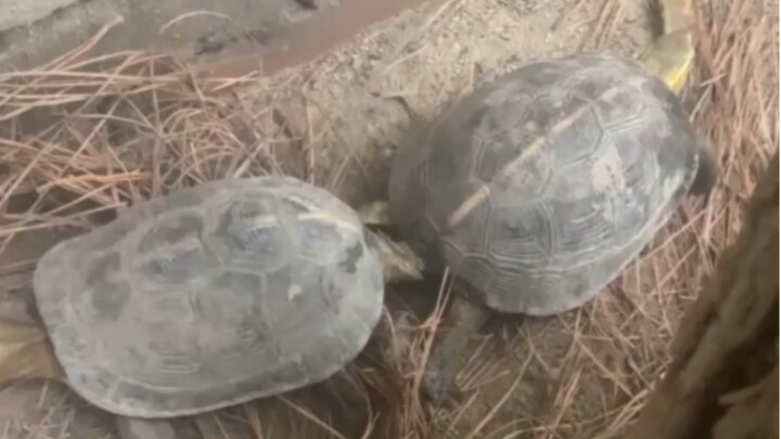 Turtle Turtle's turtle is so big!
