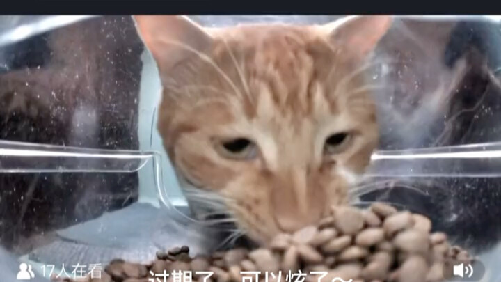 Saudara “Kakak Segar”, si “Kakak Kedaluwarsa”: Makanan kucing yang sudah lewat lima detik, aku nggak