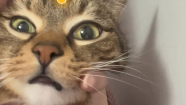 When you suddenly kiss a cat while petting it, here’s its reaction.