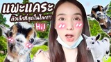 โยชิพาดู แพะแคระตัวเล็กที่สุดในโลก!!! | Yoshi Rinrada