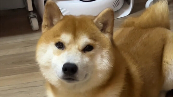 My dog is obviously yellow—so why does the test say it's green??