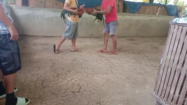 kumiskis  kapa