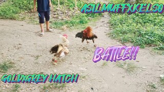 ASILMUFFXKELSO VS GOLD GREY HATCH    SPAR!!