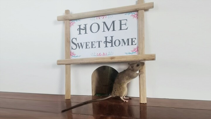 Tikus: Kayaknya aku kena Infinite Tsukuyomi nih?