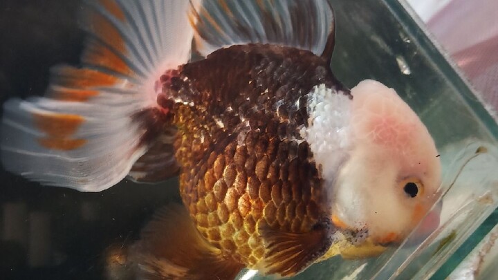 thai oranda