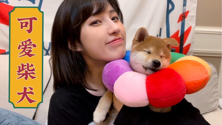 [Chai Mi Diary] The first time I brought home a 2-month-old Shiba Inu, he was so cute!!!