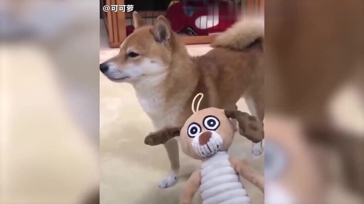 当你亲了一口正在生气的狗狗后，狗狗瞬间懵逼