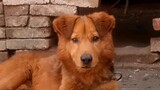 Động vật|Chú chó điền viên khuyển Trung Hoa đáng yêu