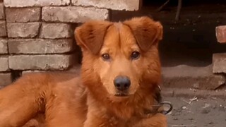 Binatang|Anjing Tugou Asli Tiongkok yang Menggemaskan