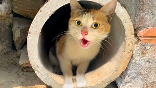 Kucing calco: Air mau menyembur, tolong selamatkan aku!