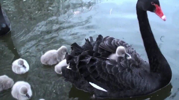 ลูกหงส์ดำตัวน้อย ถูกพ่อแม่พาลงน้ำเที่ยว ฉากนี้ช่างน่าอิจฉาเหลือเกิน!