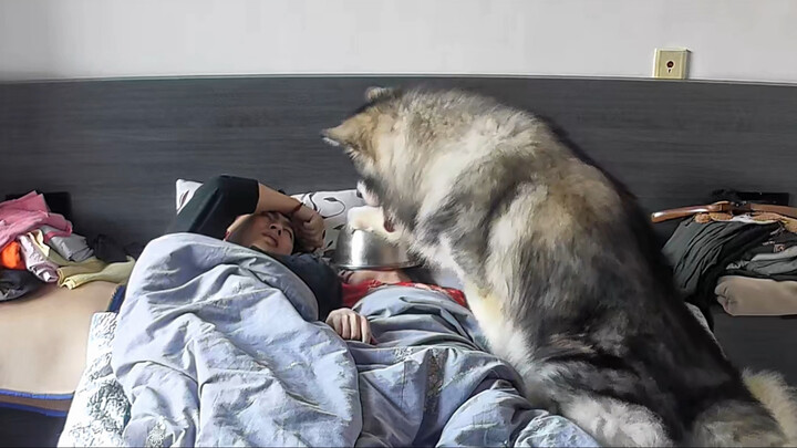 Teaching a puppy to howl—every time, it stays silent…