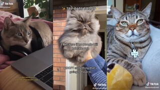 Cats being cats - TikTok Compilation #8