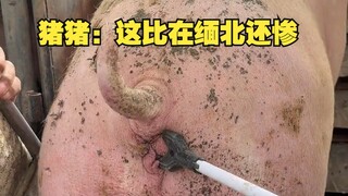 猪猪：这比在缅北还惨