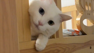 Kitten: Human, you are here~
