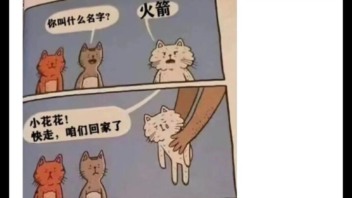 Silly Netizens’ Divine Comments (242)