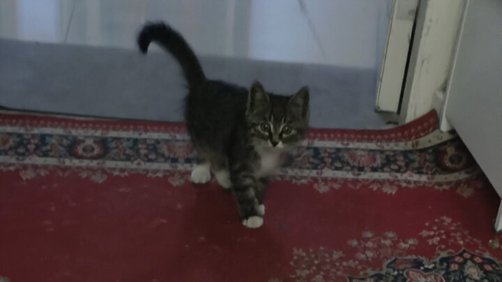 How I Picked Up a Kitten Without Leaving My House—So Amazing