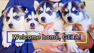 Meet GELA! Our newest member of the family! Her 1st bonding with Borgie!