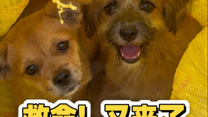 Stealthy “unloading,” two unidentified yellow dogs suddenly appear at the front gate