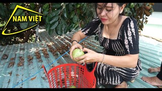 Leo nóc nhà ăn vụn - Nam Việt 1383