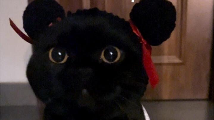 จนปัญญาจริงๆ ฉันเลยประดิษฐ์ชุดป้องกันการล่องหนอัจฉริยะสำหรับแมวดำขึ้นมาอีกแล้ว!