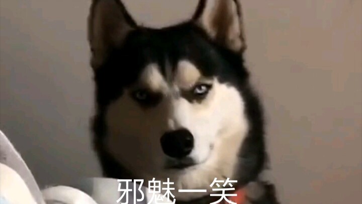[Koleksi Hewan Kocak] Episode 3