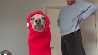 The dog is about to show off its new outfit—let’s all say something nice!