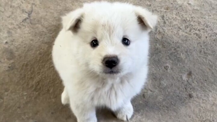 Anjing kecil, monster yang lucu dan manja