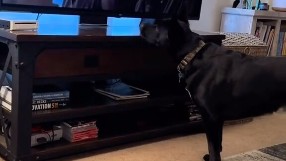 Khi những đứa trẻ gặp nguy hiểm, dù không quen biết chúng, chú chó vẫn sẵn sàng lao lên chiến đấu vớ