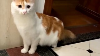 长颈猫