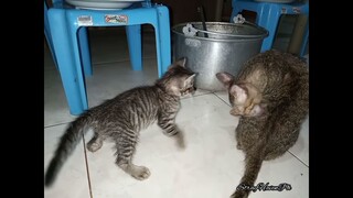 Mama Cat Always Feel Good When Babies Are Away And Busy