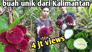 panen buah khas kalimantan