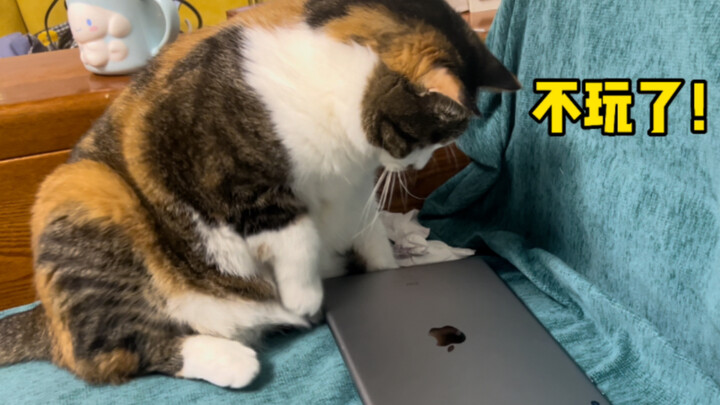 Game yang dirancang khusus untuk kucing ini, kucing di rumah saya butuh setengah jam untuk memahamin