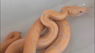 Tiger albino,Phantom and Lavander #reticulatedpython #ahas #snake #python #snakes