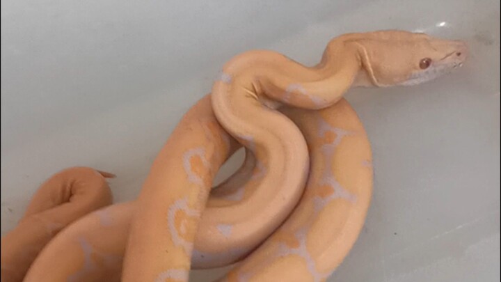 Tiger albino,Phantom and Lavander #reticulatedpython #ahas #snake #python #snakes