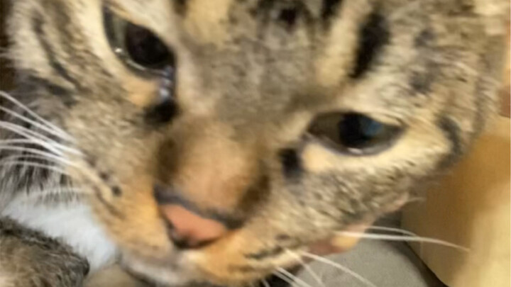 แมวน้อยกินข้าวฟรีไม่มีศักดิ์ศรี