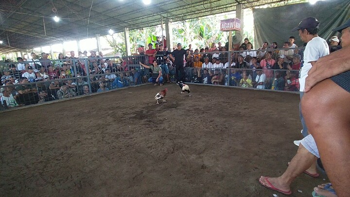 nakachamba white choko natin