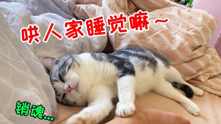 Ờ... mèo đực đã triệt sản đều đáng yêu đến mức này à?