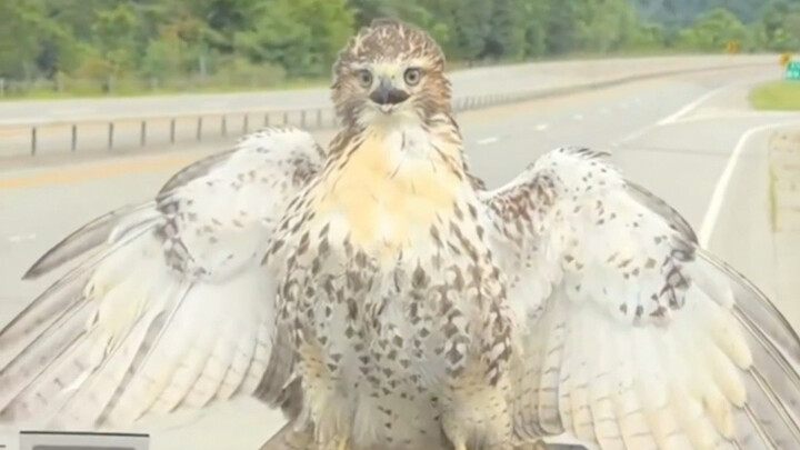 A red-tailed hawk slammed into a vehicle traveling at 96 km/h on the highway. After the impact, it b