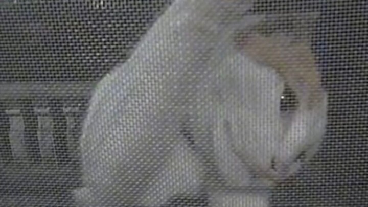 Mingming The Problematic 🐈