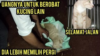 Inna lillahi wa inna ilaihi raji'un Kucing Muche Yang Sakit Fip Meninggal Dunia..!