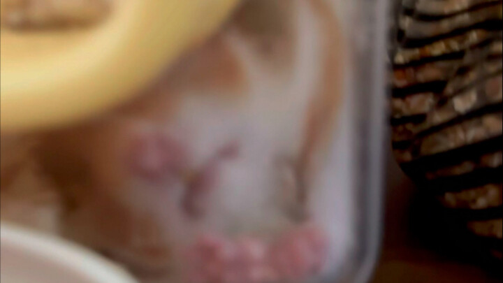 Nuôi chuột phải có trái tim thật lớn mới được…