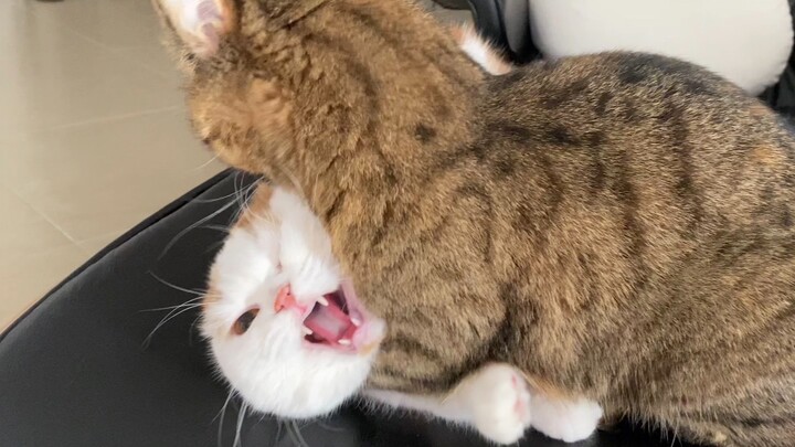 شياو يوي: نجدة! يقتلون القط!