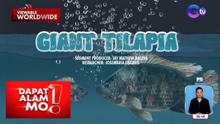 Mga higanteng tilapia, pinapalaki at pinaparami sa Nueva Ecija | Dapat Alam Mo!
