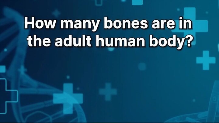 【人体冷知识】How Many Bones in the Adult Human Body? 🦴 成年人到底有多少块骨头？