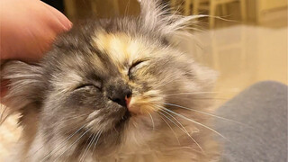 Kamu bilang kucing penyu jelek? Kamu tidak tahu betapa baiknya sifatnya!